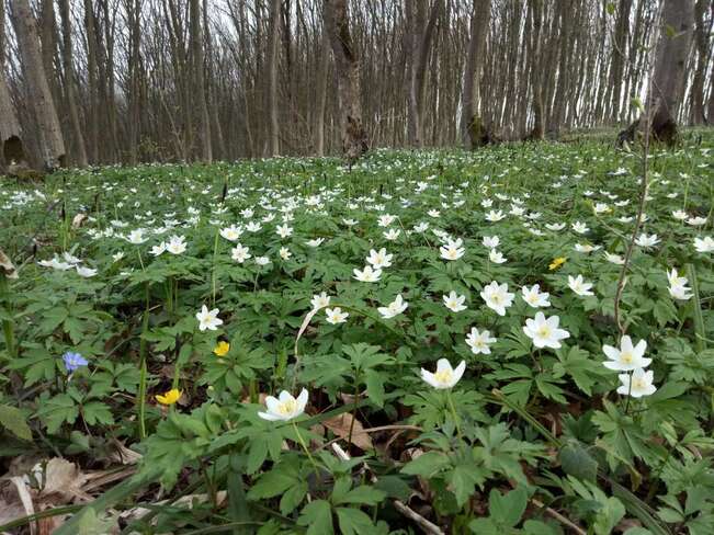 Forest Flowers Ukraine
