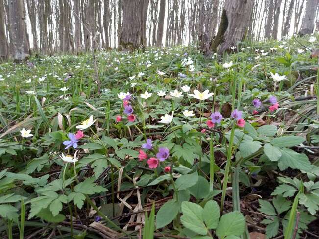 Forest Flowers Ukraine