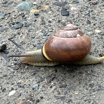 Why did the snail cross the road?
