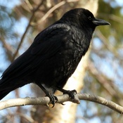 Petit corbeau