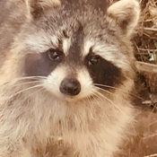 Sad looking raccoon