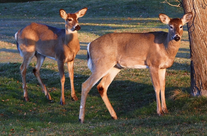 Deer at Upper Canada Golf Course Morrisburg, Ontario, CA