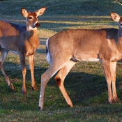 Deer at Upper Canada Golf Course
