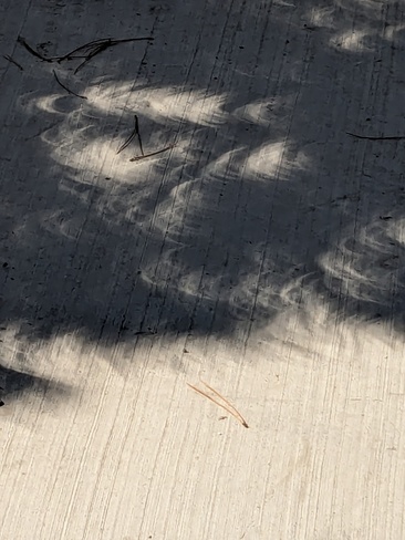 Eclipse Shadow through Trees Guelph, ON
