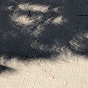 Eclipse Shadow through Trees