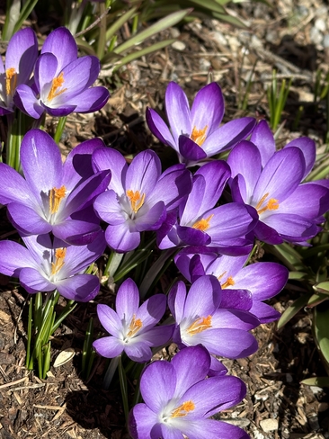 Spring has sprung Calgary, Alberta, CA