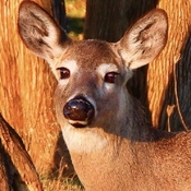 Portrait of a Doe Deer