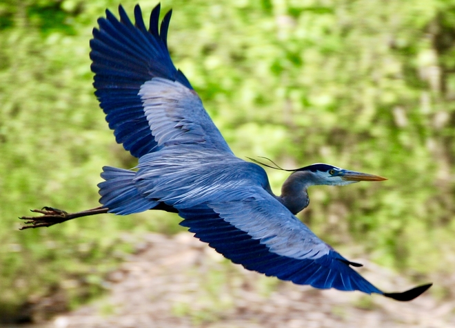 Blue Heron in flight! Sparrow Lake, Ontario, CA