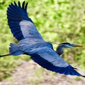 Blue Heron in flight!