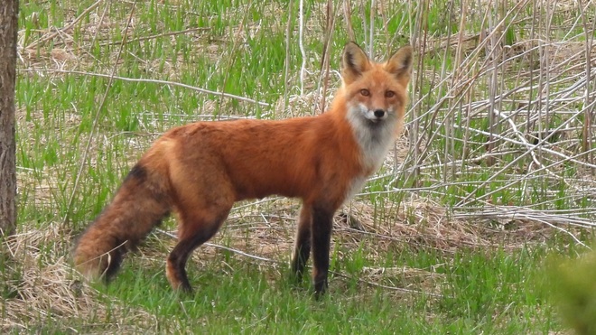 fox Listowel, ON