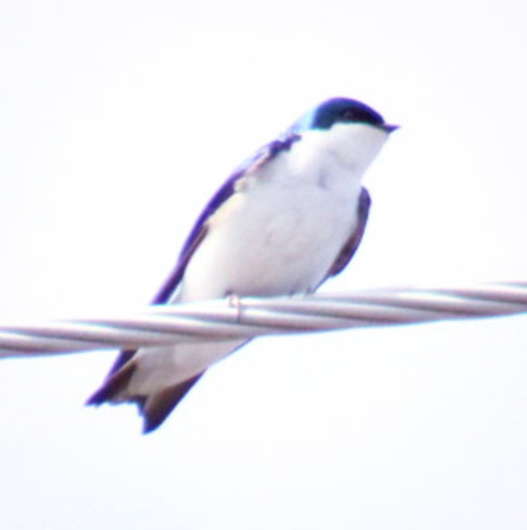 tree swallow Erieau, ON