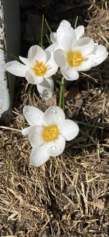 Spring has spring! North Bay, Ontario, CA