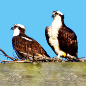 Pair of Osprey