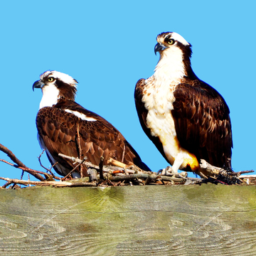 Pair of Osprey