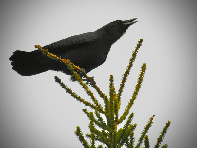 Crow Saint-Paul, New Brunswick, CA