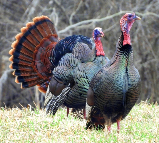 Wild Turkey Gobblers South Stormont, Ontario, CA
