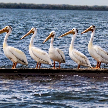 All in a row on The Pelican Reefs
