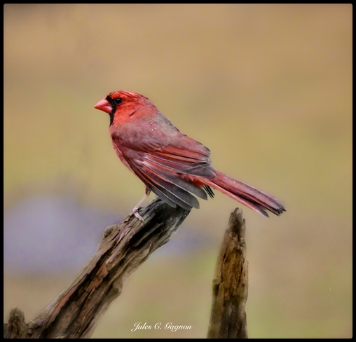 Wet Cardinal Ottawa, Ontario, CA