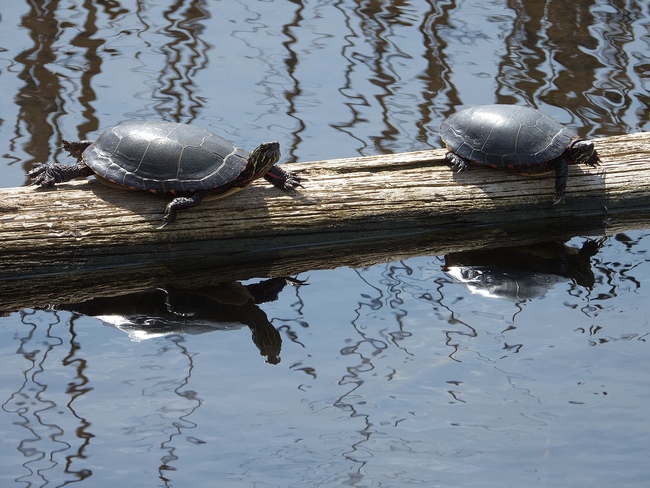 Turtles Cambridge, ON