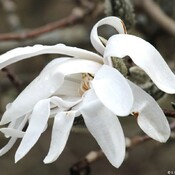 Magnolia Season Begins in Annapolis Royal