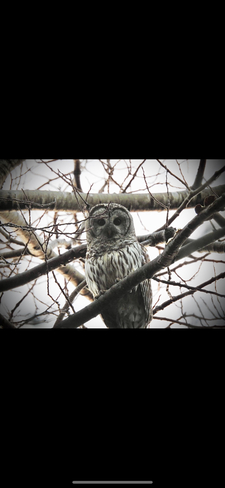 Barred Owl Saint-Paul, New Brunswick, CA
