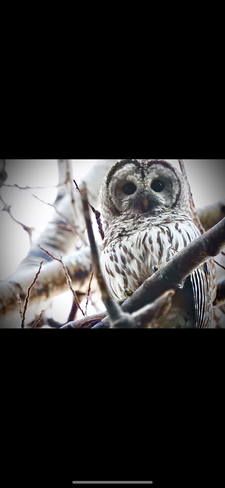Barred owl Saint-Paul, New Brunswick, CA