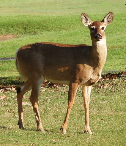 Doe Deer South Stormont, Ontario, CA