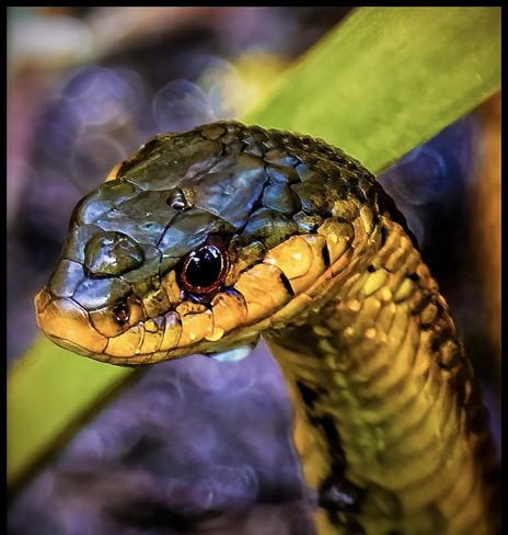 Gardener Snake eyeing its lunch Gasport, New York, US