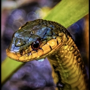 Gardener Snake eyeing its lunch