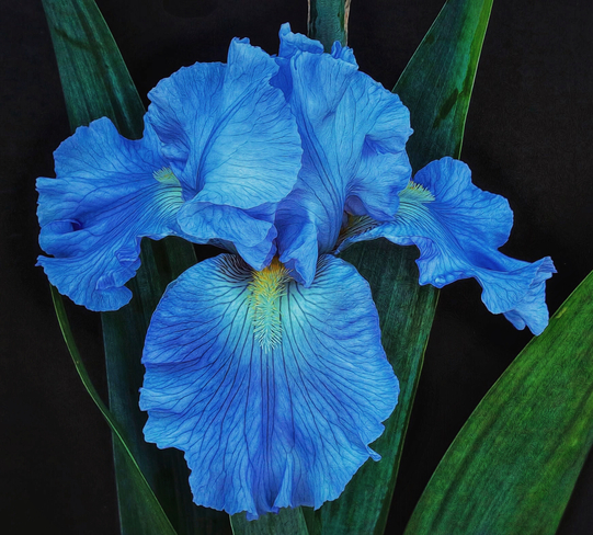 Blue Flora Pierrefonds, Quebec, CA