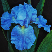 Blue Flora