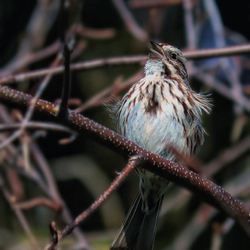 Opera by Song Sparrow