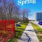 April 13 2024 Spring sprung! Beautiful Sunday afternoon! Iris Chong Toronto