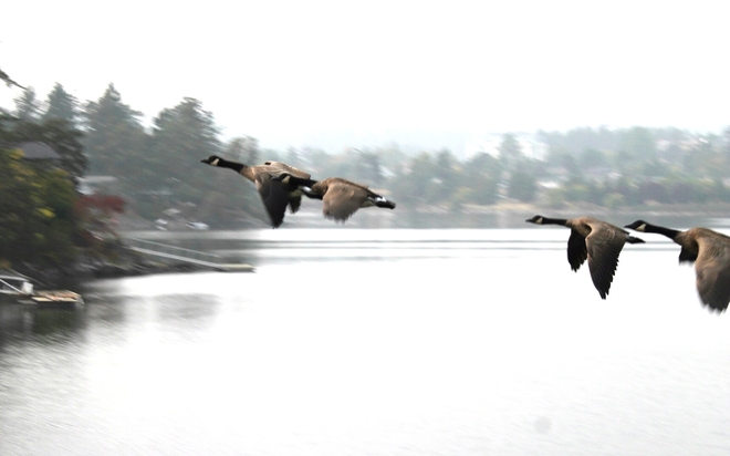 Geese in flight View Royal, British Columbia, CA
