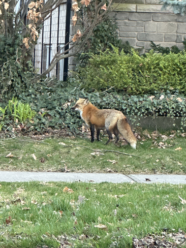 Fox in the town Oakville, Ontario, CA