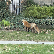 Fox in the town