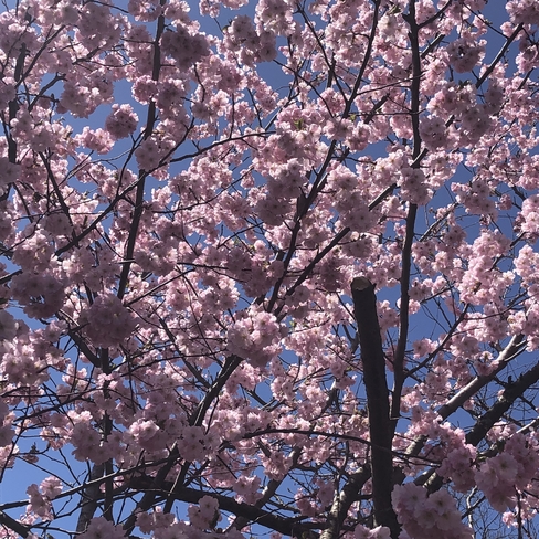 Cherry blossom time Niagara-on-the-Lake, Ontario, CA