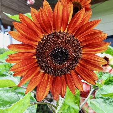 Mixed bag of seeds sprouts this beautiful red sunflower