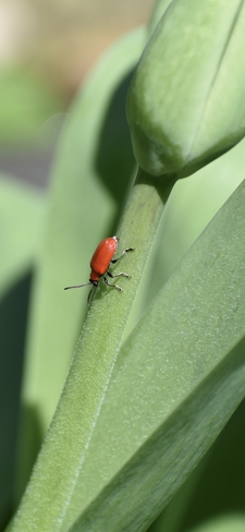 Scarlet Lily Beetle London, Ontario, CA