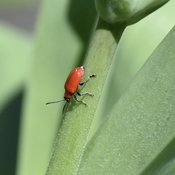 Scarlet Lily Beetle