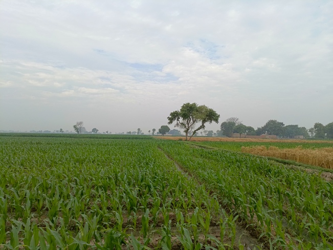 corn crop Haveli, PB