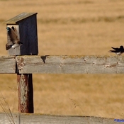 Early Return Of Tree Swallows 2024