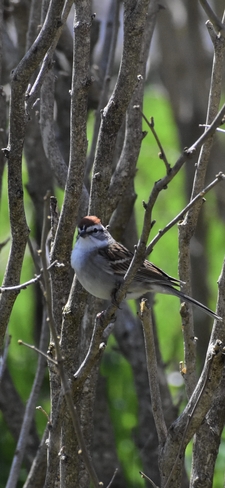 Chipping Sparrow London, Ontario, CA