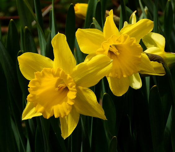 Daffodils Cornwall, Ontario, CA