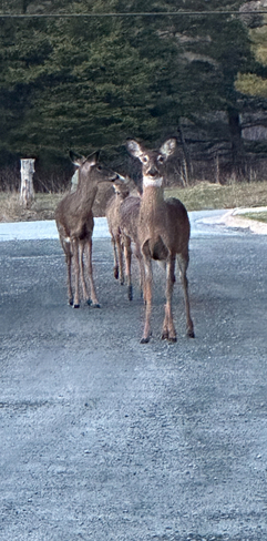 3 babies deer Eastern Passage, Nova Scotia, CA