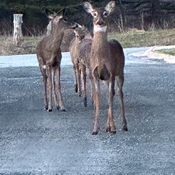 3 babies deer