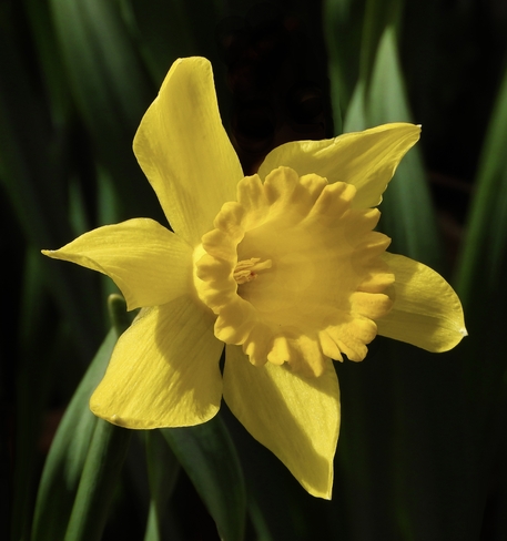 Daffodil Cornwall, Ontario, CA