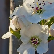 First Ornamental Pear Tree Blossoms