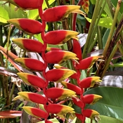 “Lobster Claw” plant