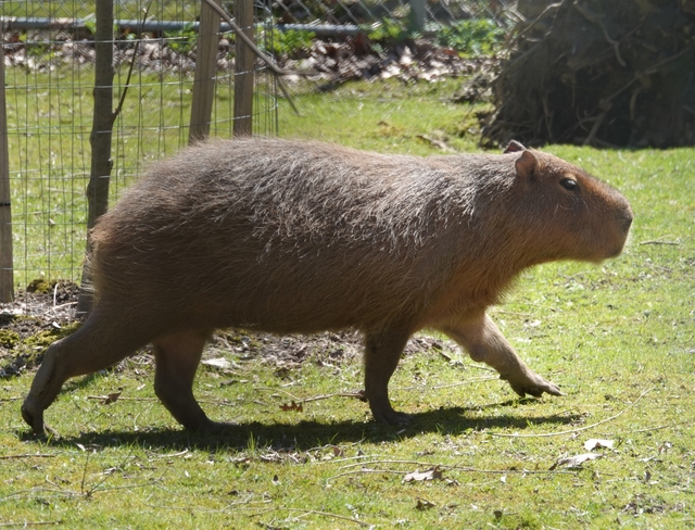 Capybara, High Park Zoo Toronto, Ontario | M6R 2Z3